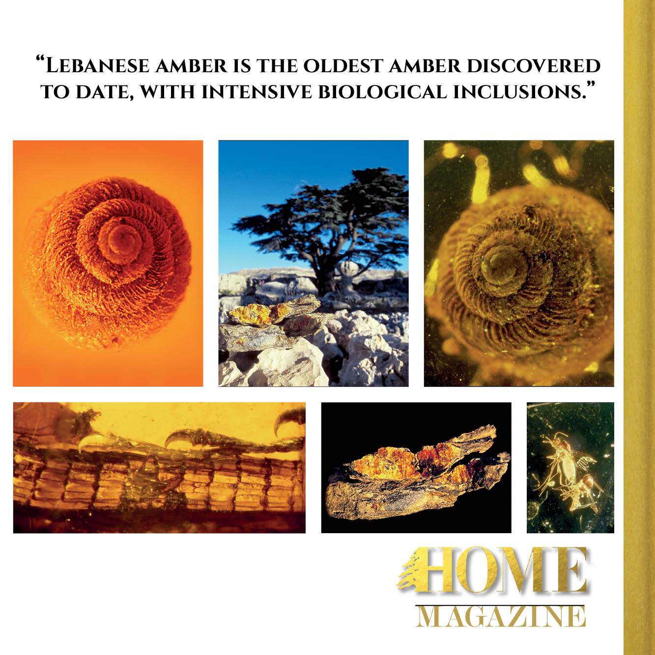 "Lebanese amber is the oldest amber discovered to date, with intensive biological inclusions."