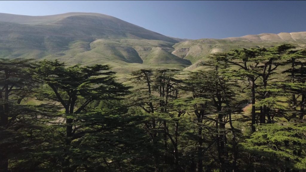 the cedar green trees with the mountains
