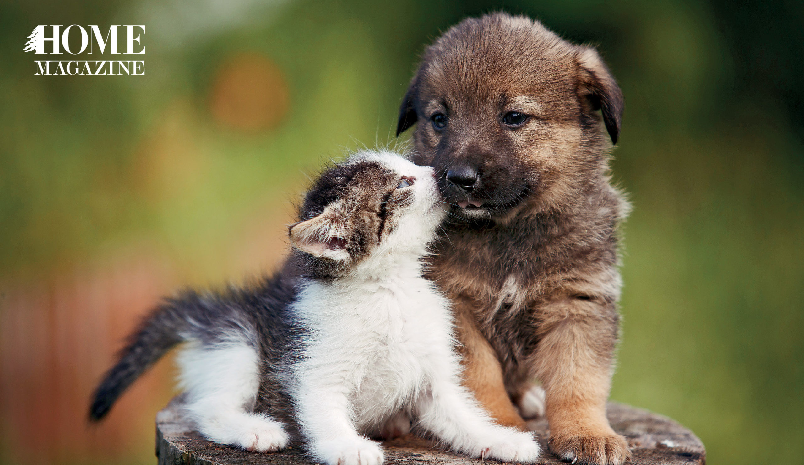 A puppy and a kitten cuddling